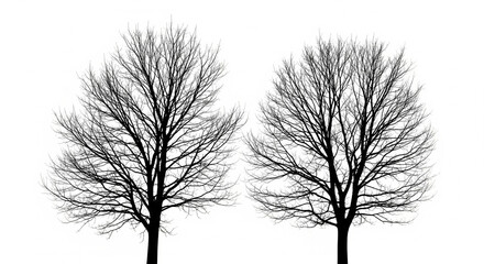 tree silhouette isolated on white