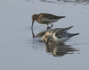birds with long beaks in shallow water