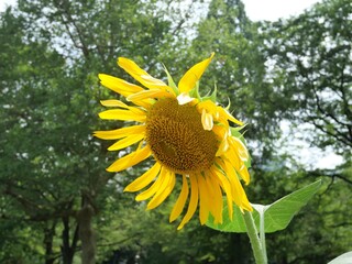 都内の公園の向日葵