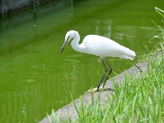 真夏に餌を探すサギ