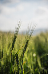 A wheat field in the north of Tunisia