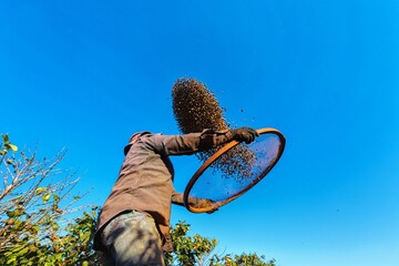 Coffee farmer winnowing beans under blue sky — traditional harvest, sustainable agriculture,...