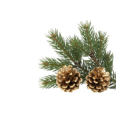 Fototapeta premium Close-up of pine branches and cones