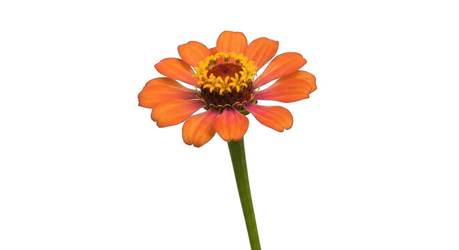 Close-up of an orange zinnia flower