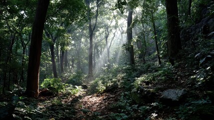 Fototapeta premium Forest path with sunbeams
