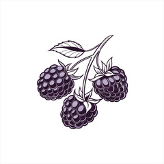 Stylized illustration of three ripe blackberries on a branch with leaves