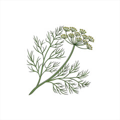Illustration of a dill plant with feathery leaves and yellow flowers