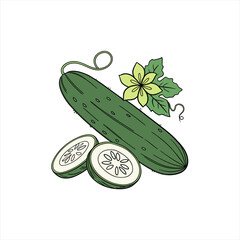 Fresh green cucumber with slices and flower illustration