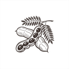 Illustration of peanuts and leaves on a white background