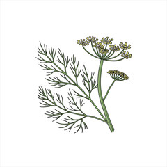 Illustration of a dill plant with feathery leaves and yellow flowers