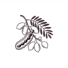 Botanical illustration of a tamarind branch with pods and leaves