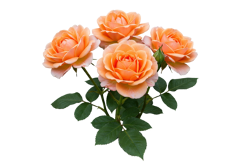Isolated lovely peach-colored roses with foliage, a decorative element for design projects