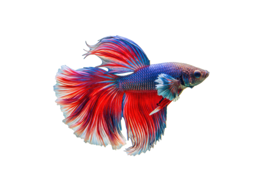 Isolated Siamese fighting fish, Betta splendens, with red and blue fins and scales