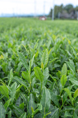 狭山市茶畑の風景