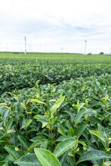 狭山市茶畑の風景