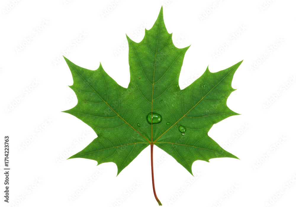 Wall mural isolated green maple leaf with droplets, a beautiful botanical detail to add to a design