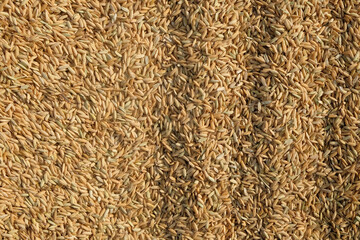 Background texture of a wavy pile of dry rice. Copy space for text. For graphic design, 3D rendering and banners