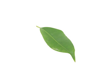 jambolana leaf, java plum, isolated on transparent background