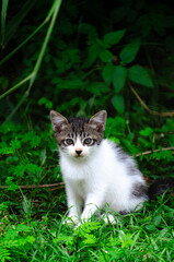 Adorable White Kitten with Black Spots Showing Cute Reactions