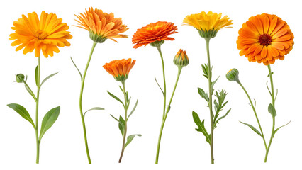 PNG Vibrant Marigold Blooms: A Collection of Exquisite Botanical Specimens transparent Background