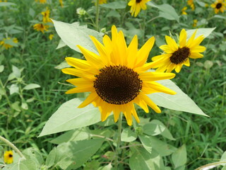 真夏に咲くヒマワリ