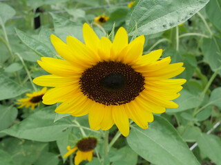 アップの向日葵