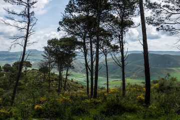 Beautiful spring landscape view from the north of Tunisia