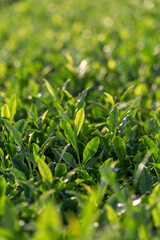 逆光に照らされる狭山茶畑の茶葉