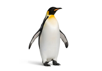 Naklejka premium Emperor penguin standing isolated on white background, looking to the right