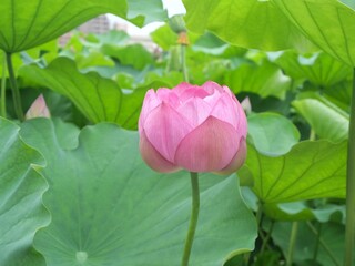 咲く前の蓮の花