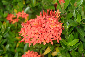 Close up of a beautiful pink Ashoka flower in bloom. For graphic design, 3D rendering and banners