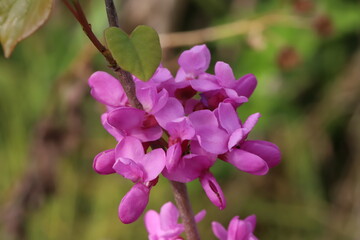 日本の春の庭に咲くハナズオウのピンク色の花