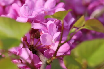 日本の春の庭に咲くハナズオウのピンク色の花