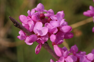 日本の春の庭に咲くハナズオウのピンク色の花