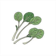 Illustration of fresh green kale leaves with visible veins