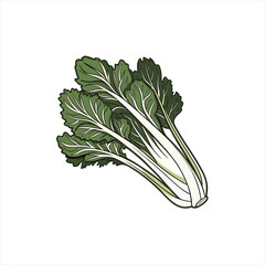 Illustration of a bunch of fresh green chard vegetables