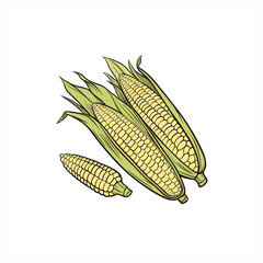 Three ripe ears of corn with green husks on a white background