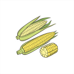 Illustration of fresh yellow corn on the cob with green husks