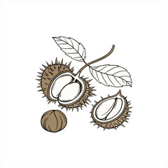 Hand drawn illustration of horse chestnuts with leaves and a branch