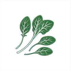 Fresh green spinach leaves illustration on white background