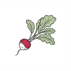 Illustration of a fresh radish with green leaves on a white background