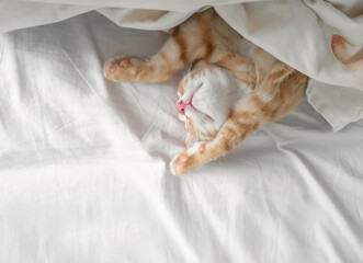Obraz premium Ginger kitten sleeps on white bed with paws up. Sweet dreams, good night concept. Pet concept.