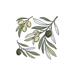 Hand drawn olive branches with green and black olives on a white background