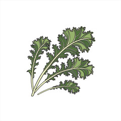 Illustration of a bunch of green kale leaves on a white background