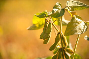 Agricultural soybean plant ripening in a yellow field. Close-up of the plant stem with ripe pods. Selective focus.