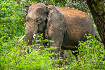 Fototapeta premium This image captures a majestic wild Asian elephant, likely a Sri Lankan elephant, emerging from lush green foliage within a natural habitat like a jungle or national park.