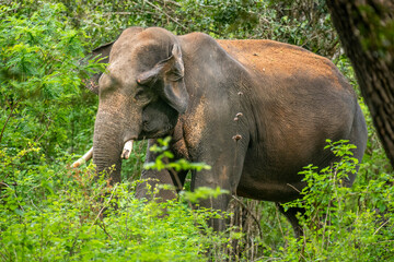 This image captures a majestic wild Asian elephant, likely a Sri Lankan elephant, emerging from lush green foliage within a natural habitat like a jungle or national park.