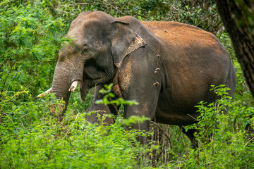 This image captures a majestic wild Asian elephant, likely a Sri Lankan elephant, emerging from lush green foliage within a natural habitat like a jungle or national park.