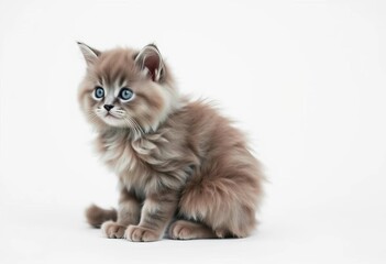 A fluffy grey kitten sits alone against a pure white backdrop, studio, mammal