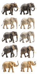 Obraz premium PNG African Elephant Variations: A Collection of Detailed Profiles transparent Background